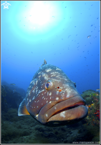 A Epinephelus marginatus | Epinephelinae