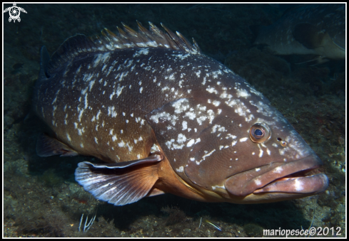 A Epinephelus marginatus | Epinephelinae