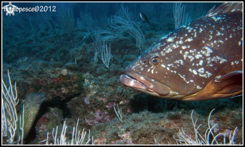 A Epinephelus marginatus | Epinephelinae