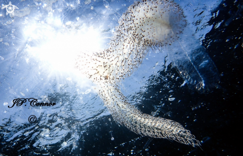 A Forskalia edwardsi | Grand siphonophore