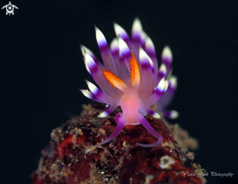 A Flabellina exoptata