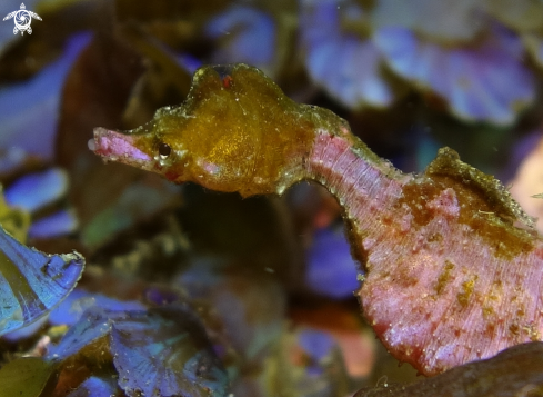 A Pygmy Pipehorse