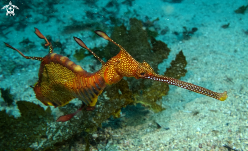 A Weedy Sea Dragon