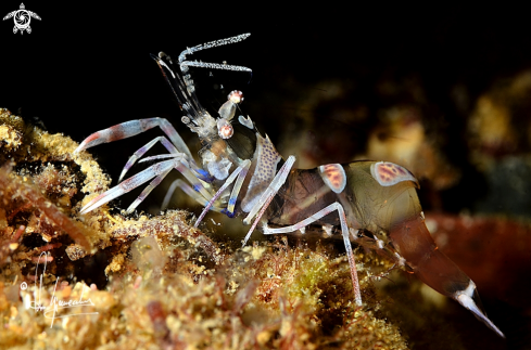 A Periclimenes amethysteus | Gambero fantasma