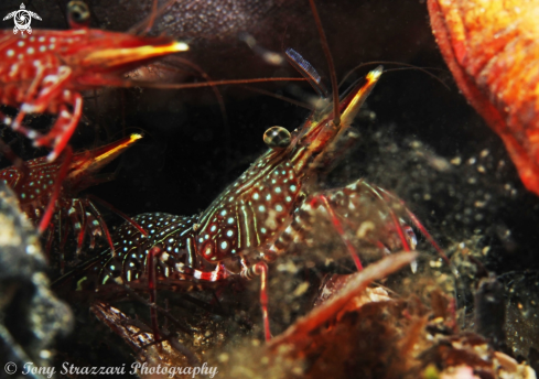 A Rhynchocinetes serratus  | Serrated Hinge-Back Shrimp