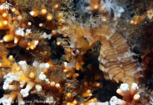 A White's seahorse