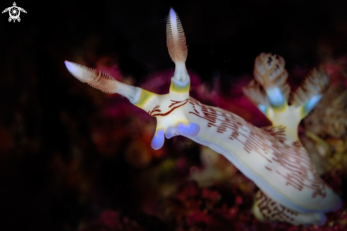 A Lined Nembrotha