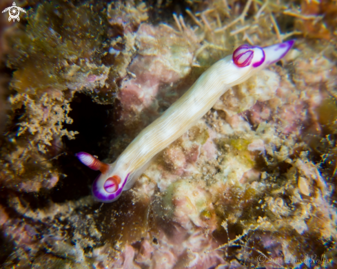 A Hypselodoris violabranchia | Violet-gill nudibranch