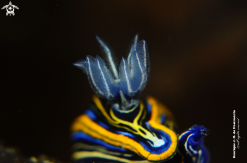 A Nudibranch