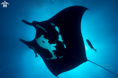 A Manta birostris | Chevron Manta 