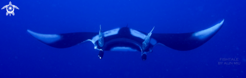 A Manta birostris | Chevron Manta 