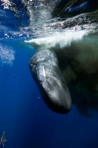 A Physeter catodon | Sperm Whale