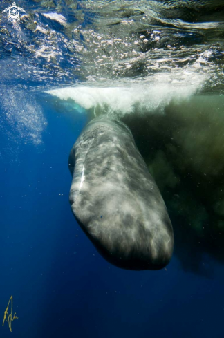 A Physeter catodon | Sperm Whale