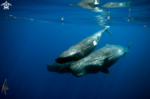 A Physeter catodon | Sperm Whale