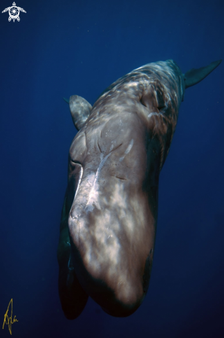 A Sperm Whale