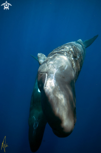 A Physeter catodon | Sperm Whale