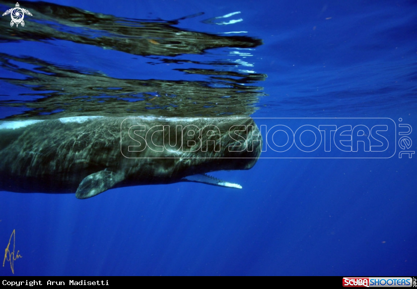 A Sperm Whale