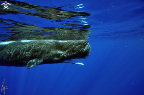 A Physeter catodon | Sperm Whale