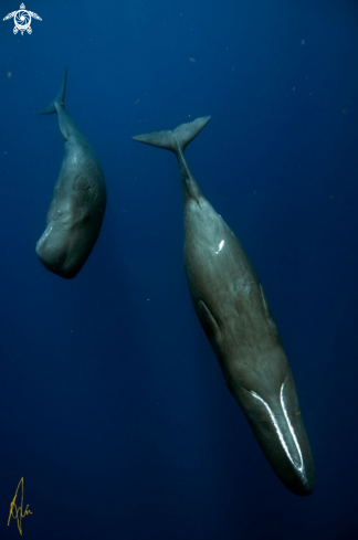 A Physeter catodon | Sperm Whale