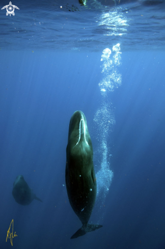 A Sperm Whale