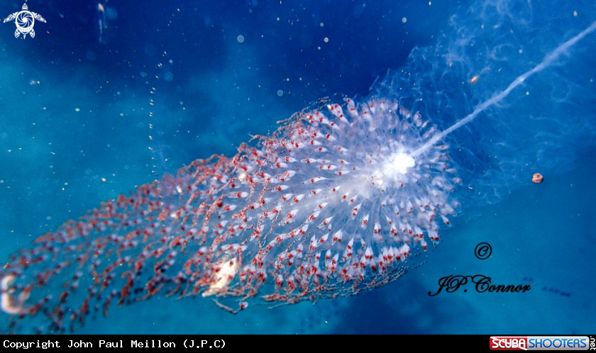A Grand siphonophore