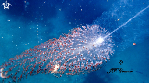 A Forskalia edwardsi | Grand siphonophore