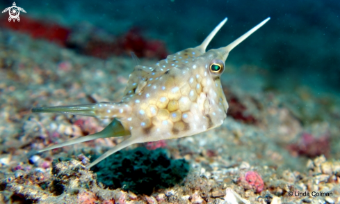 A Lactoria cornuta | Longhorn Cowfish