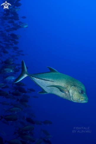 A Bluefin Trevally