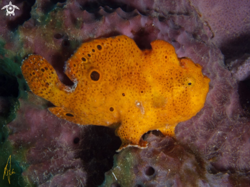 A Frogfish