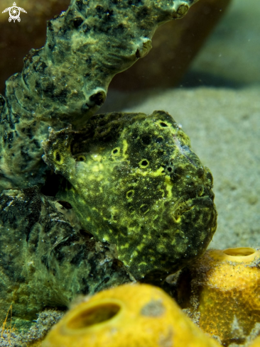 A Frogfish