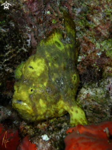 A Antennarius multiocellatus | Frogfish