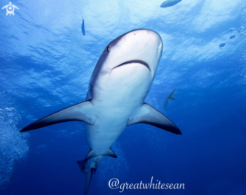 A Caribbean Reef Shark