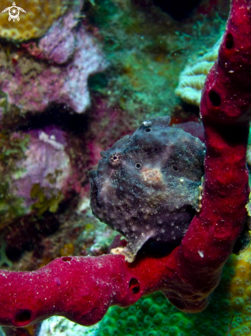 A Antennarius multiocellatus | Frogfish