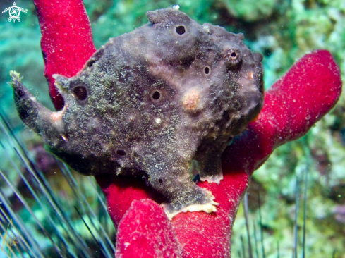 A Antennarius multiocellatus | Frogfish