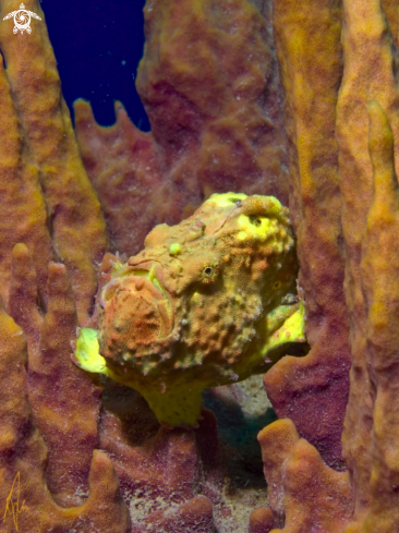 A Antennarius multiocellatus | Frogfish