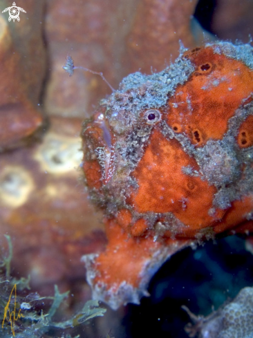 A Frogfish