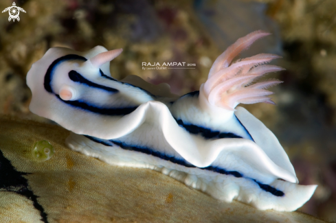 A Nudibranch