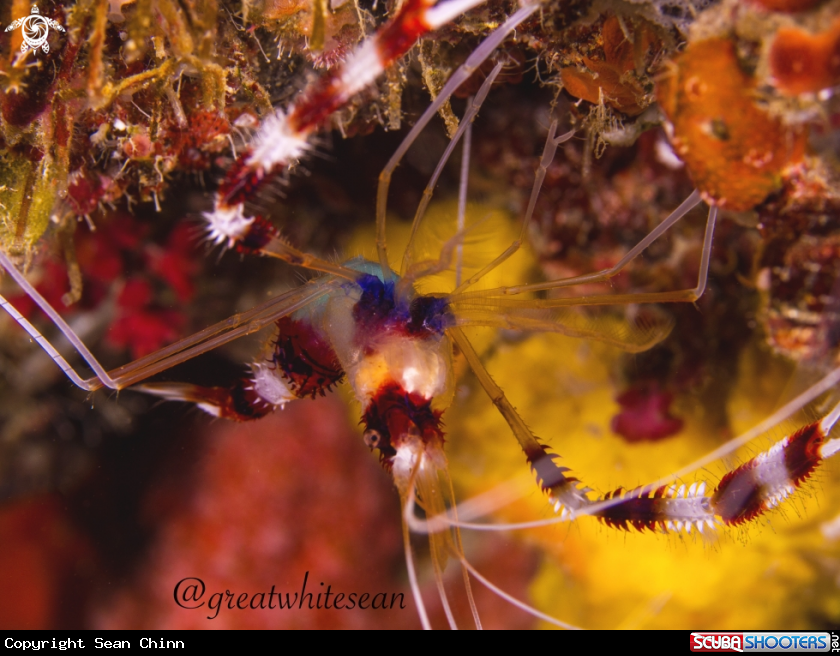 A Banded Coral shrimp (Boxing Shrimp)