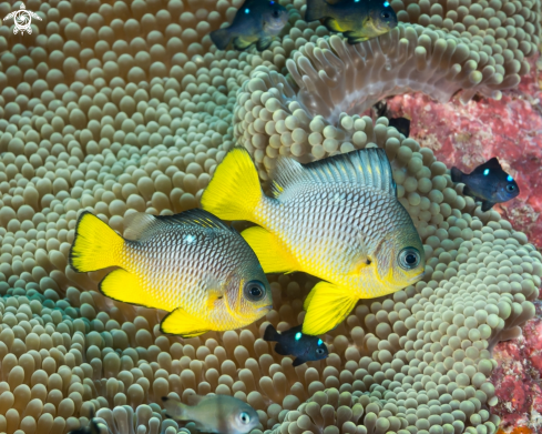 A Dascyllus auripinnis  | Golden Domino Damsel