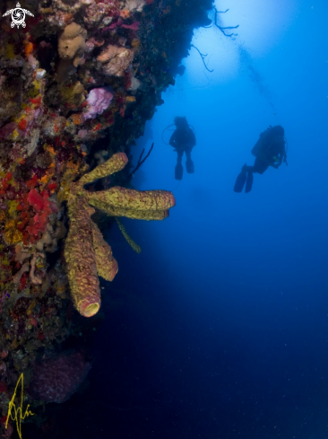 A Reef scenic at La Bym