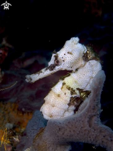 A Lined Seahorse