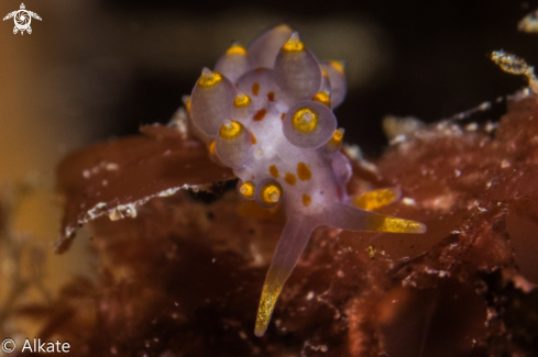 A Eubranchus Farrani