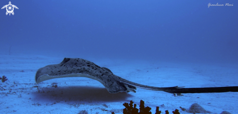 A Stingray