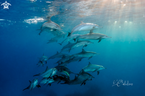 A Spinner dolphins