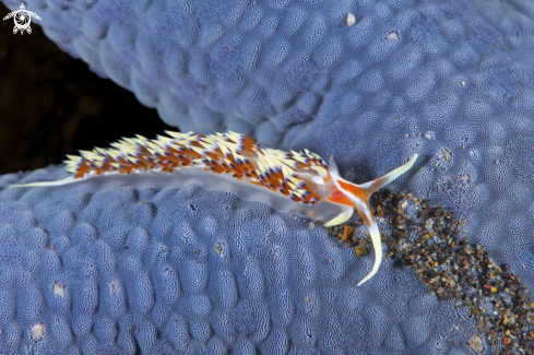 Nudibranch