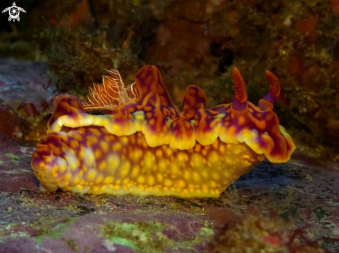 A Miamira Magnifica | Magnificent Ceratosoma