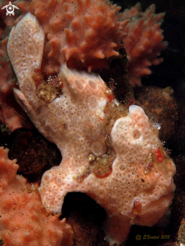 A Frogfish