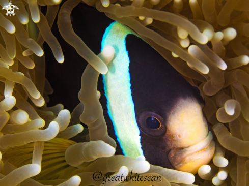 A Clarkii Clownfish