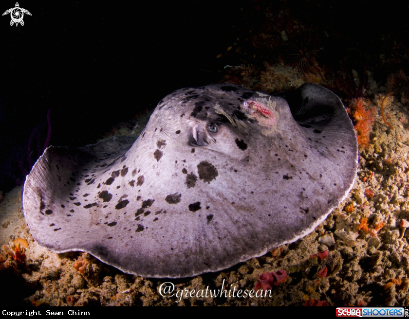 A Marbled Ray/Round Ribbontail Ray