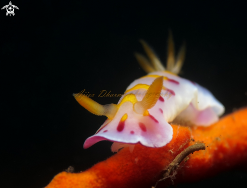 A goniobranchus sp  | nudibranch 